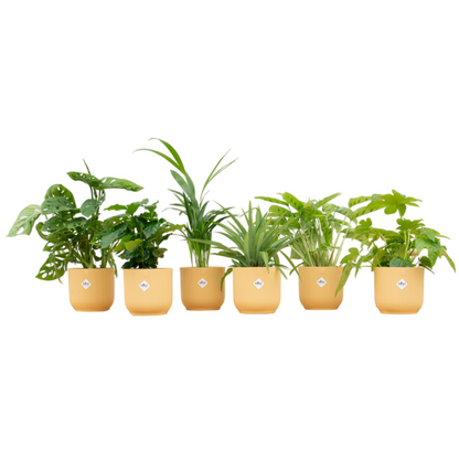 Verrassingsbox - 6 planten inclusief elho pot Ø14