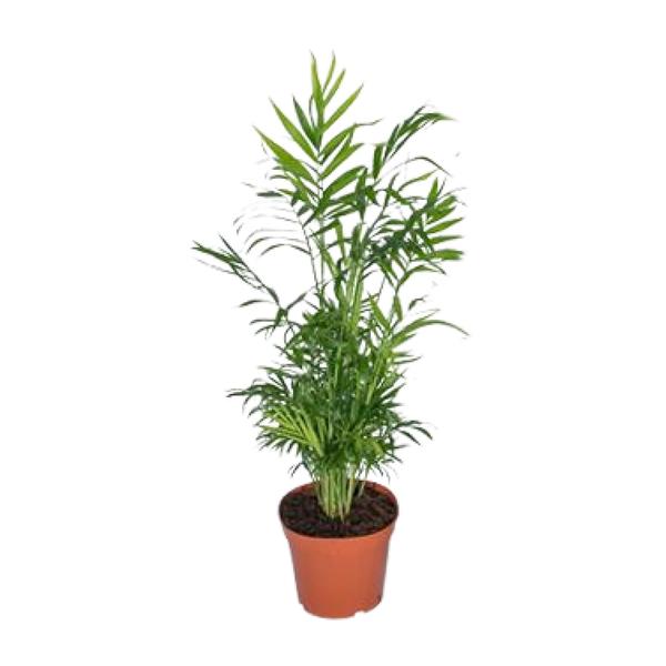 Chamaedorea Elegans
