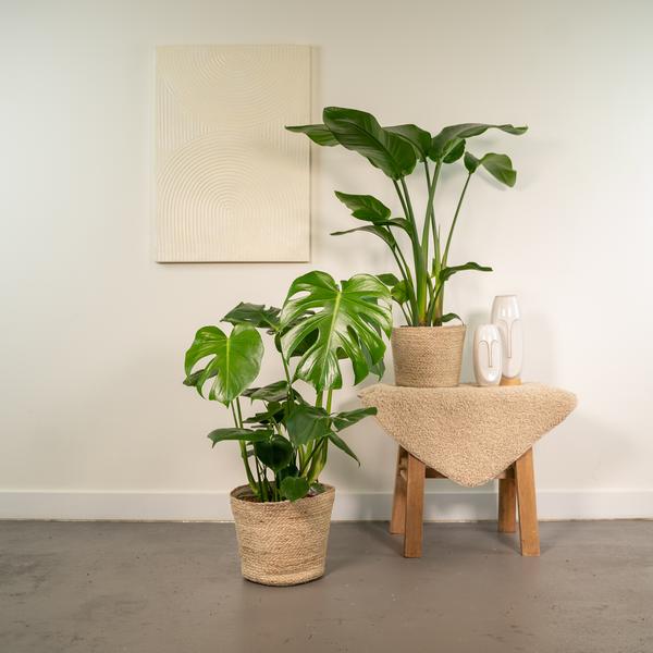 Strelitzia Nicolai - Ø19cm - ↕85cm + Monstera Deliciosa - Ø21cm - ↕75cm + Mand Selin