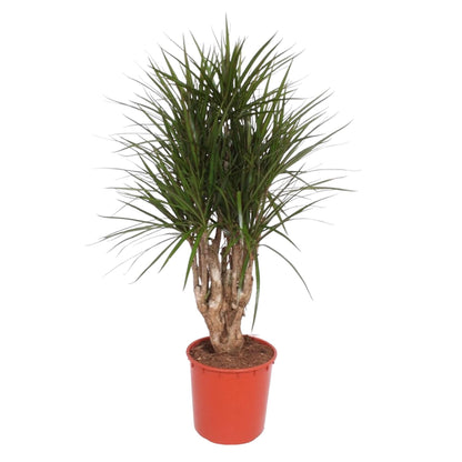 Dracaena Marginata