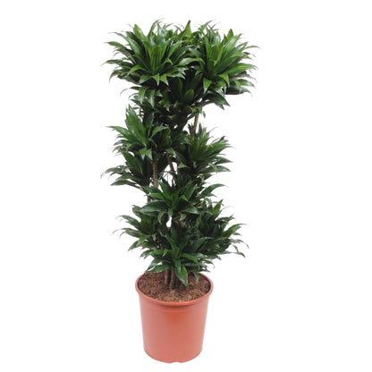 Dracaena Compacta