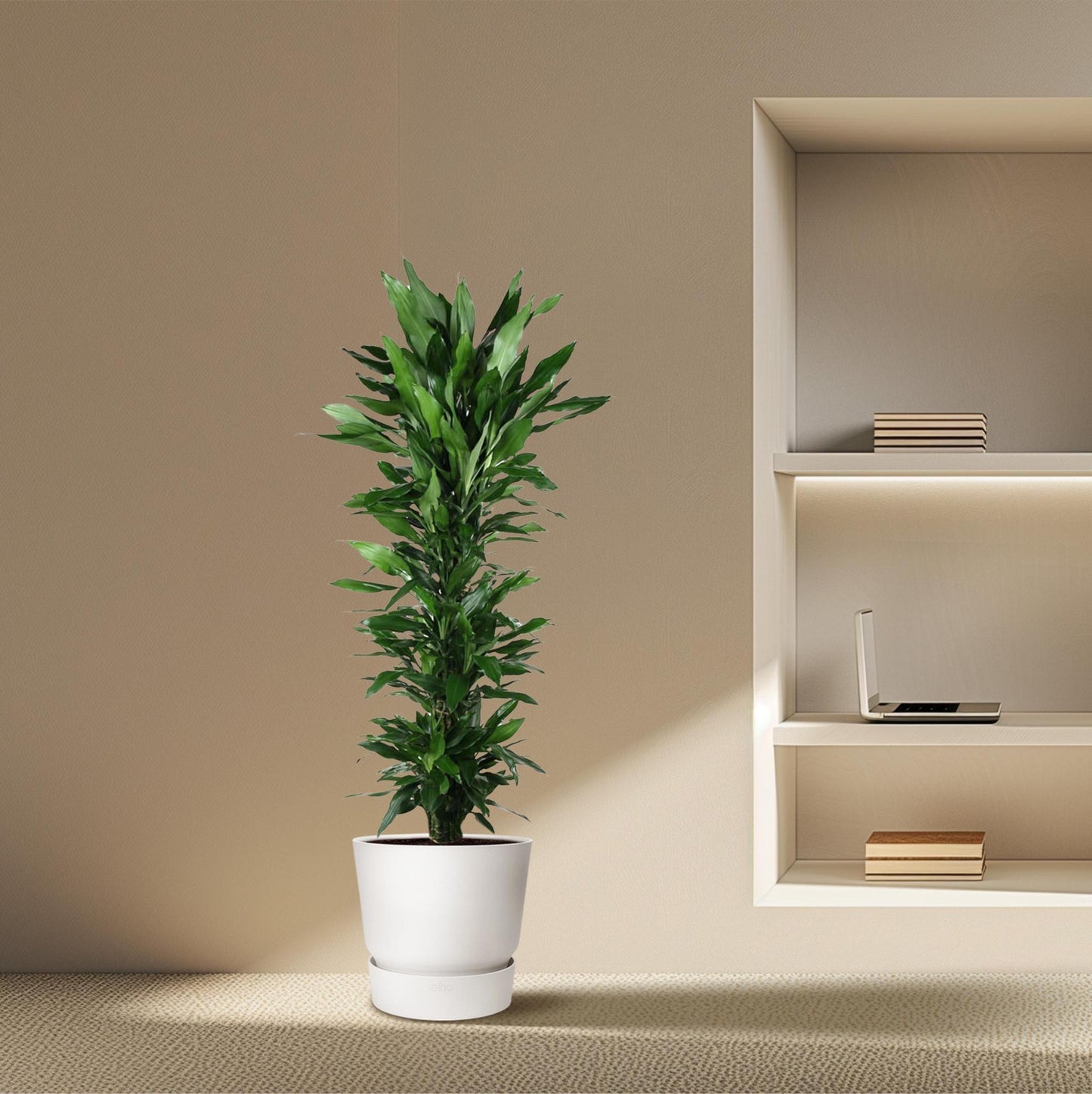 Dracaena Janet Lind