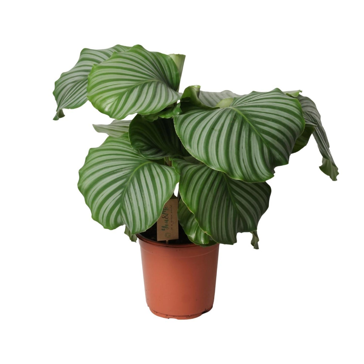 Calathea Orbifolia