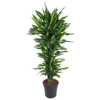 Dracaena Cintho