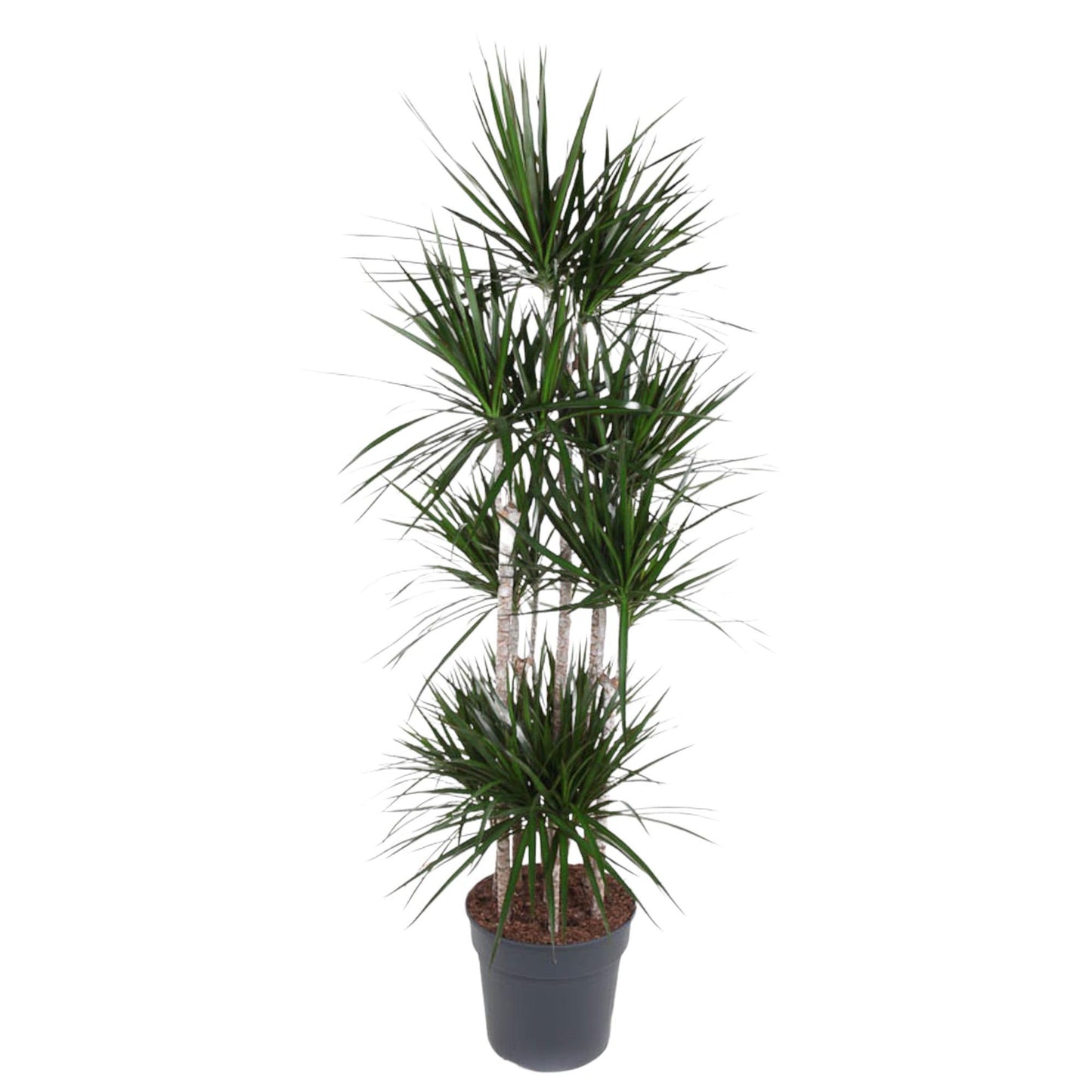 Dracaena Marginata