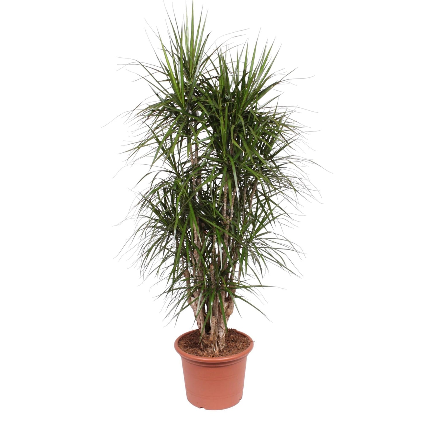 Dracaena Marginata