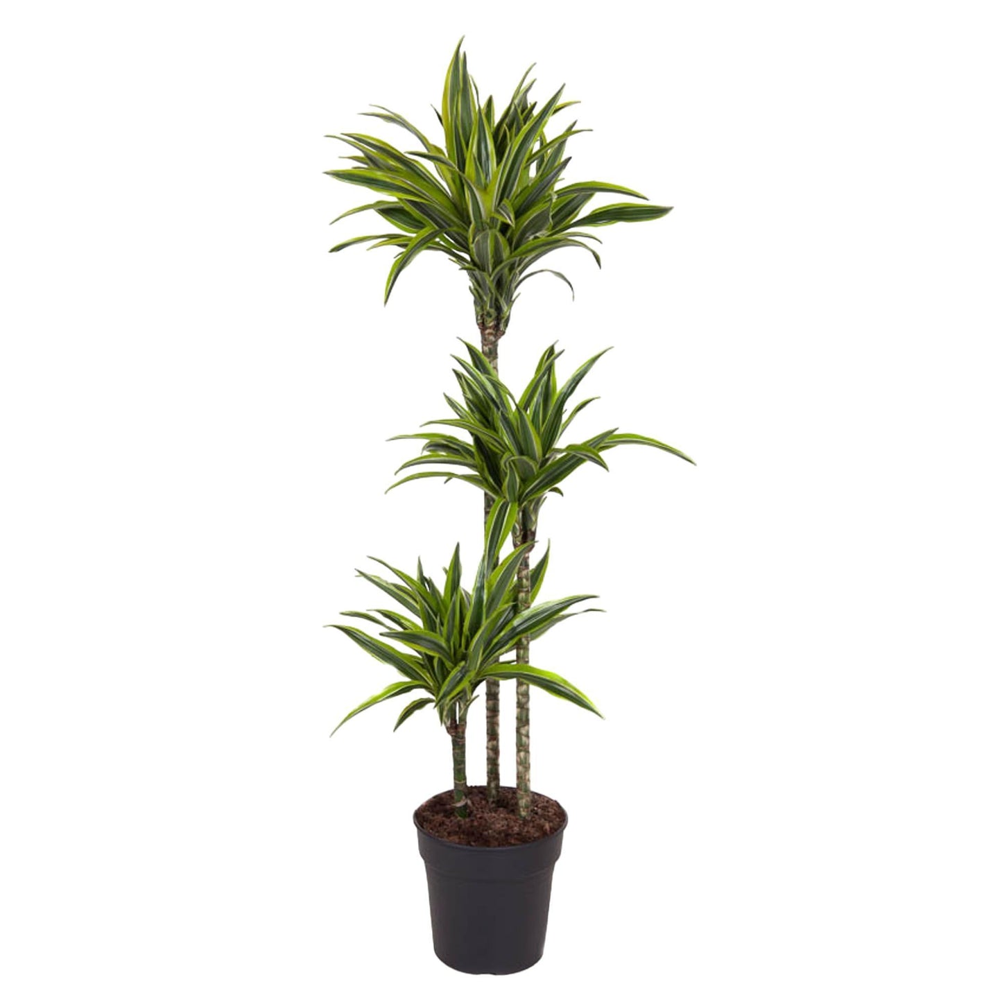 Dracaena Lemon Lime