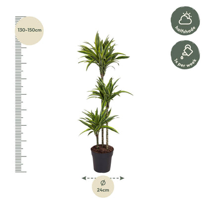 Dracaena Lemon Lime