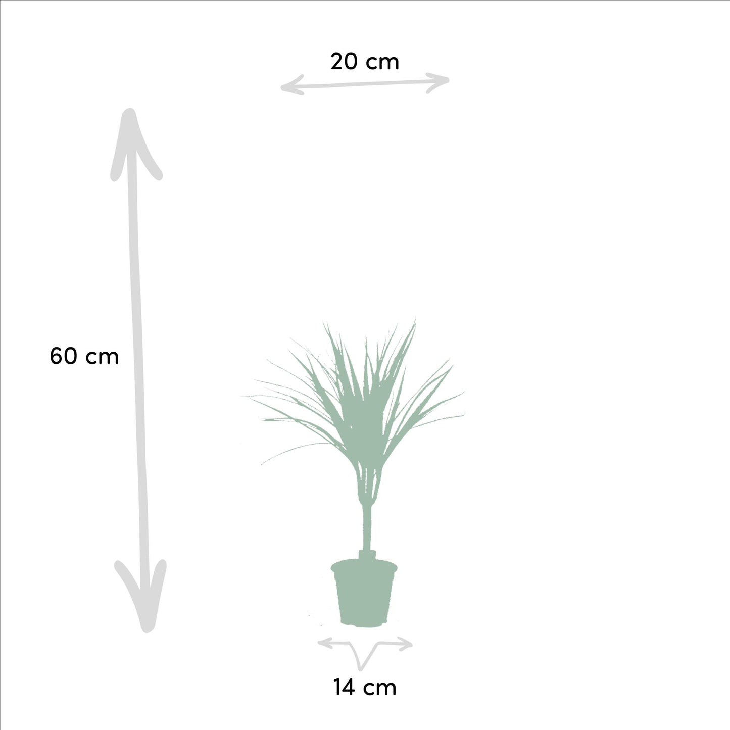 Dracaena Marginata, ook bekend als drakenbloedboom.