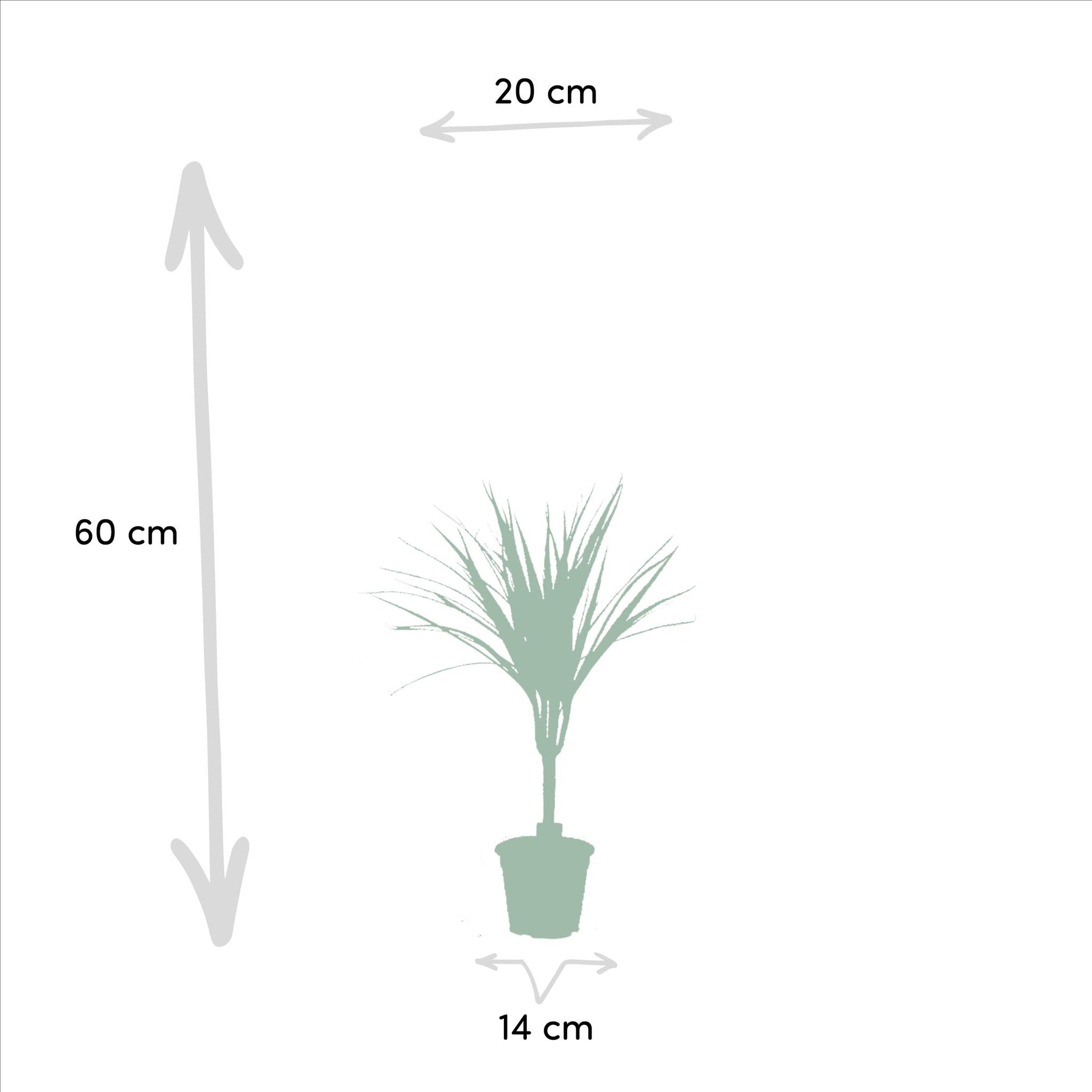 Dracaena Marginata, ook bekend als drakenbloedboom.