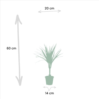 Dracaena Marginata, ook bekend als drakenbloedboom.