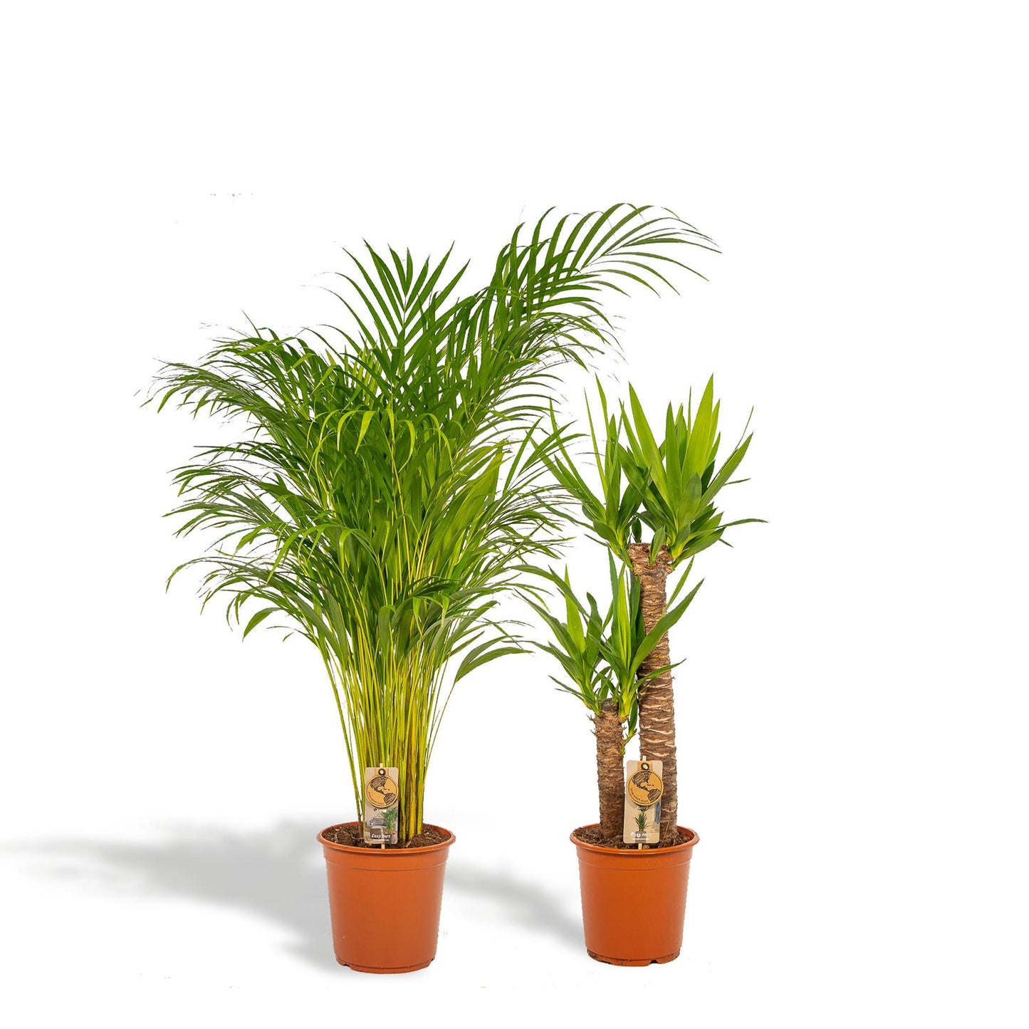 Areca - ↨130cm - Ø24cm + Yucca - ↨100cm - Ø21cm