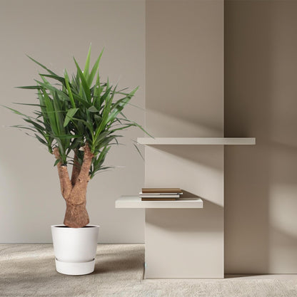 Yucca Elephantipes vertakt