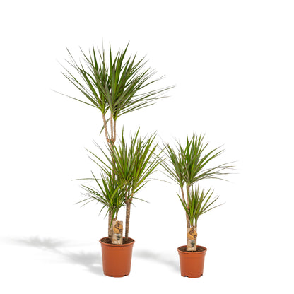 Dracaena Marginata - ↨120cm - Ø21cm + Dracaena Marginata - 70cm - Ø17cm