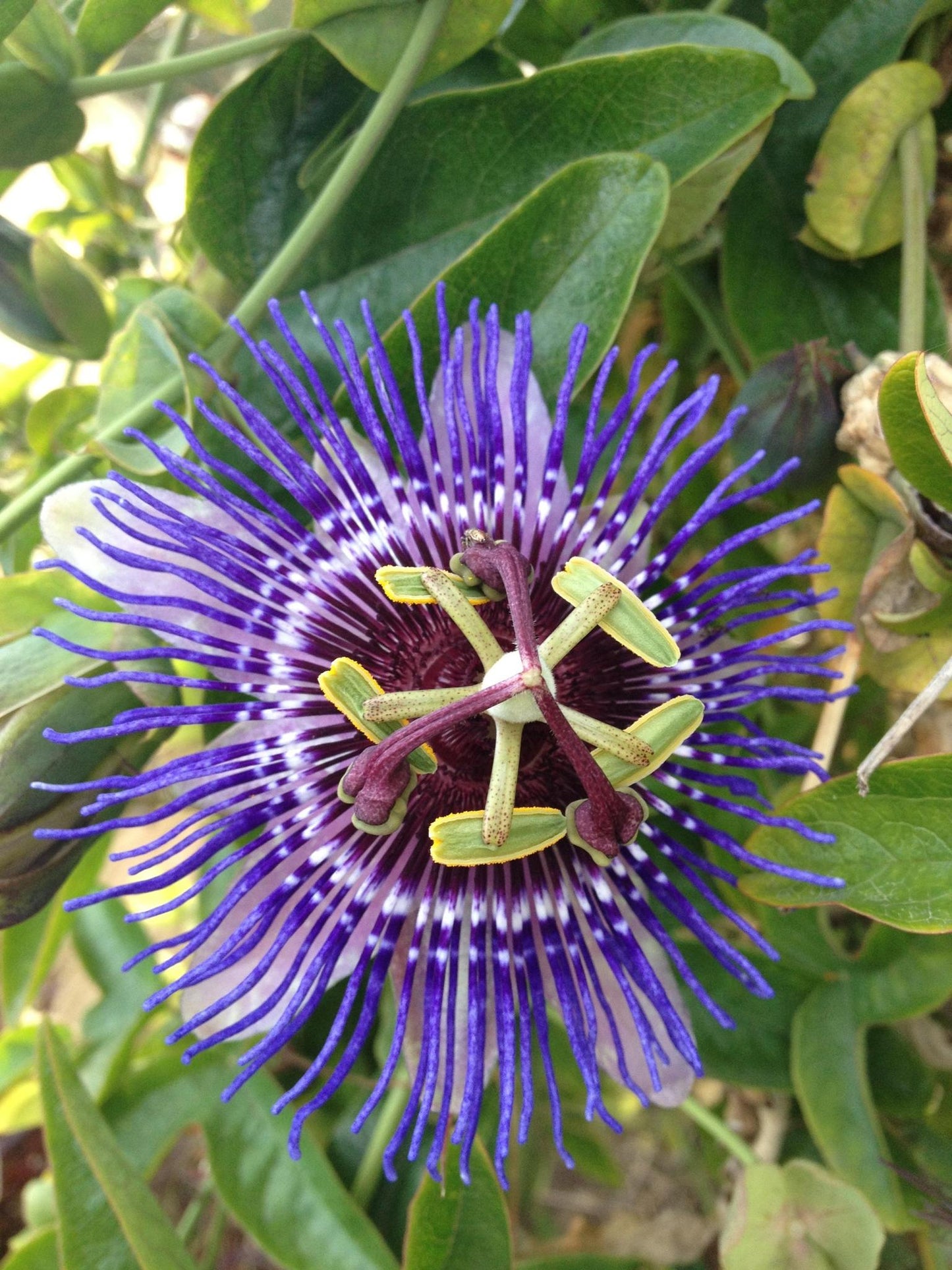 Passiflora Paars 'Purple Haze' - Ø15cm - ↕65cm