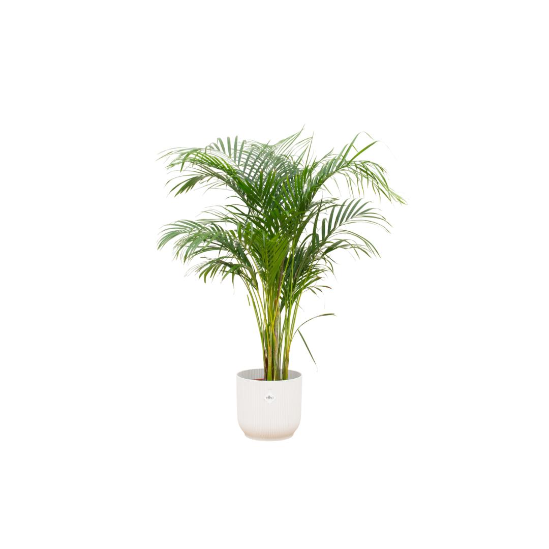 Areca palm - inclusief elho Vibes Fold Round