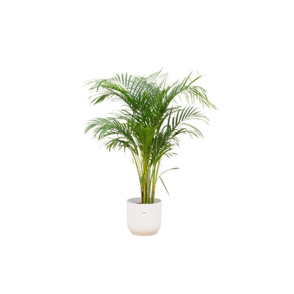 Areca palm - inclusief elho Vibes Fold Round