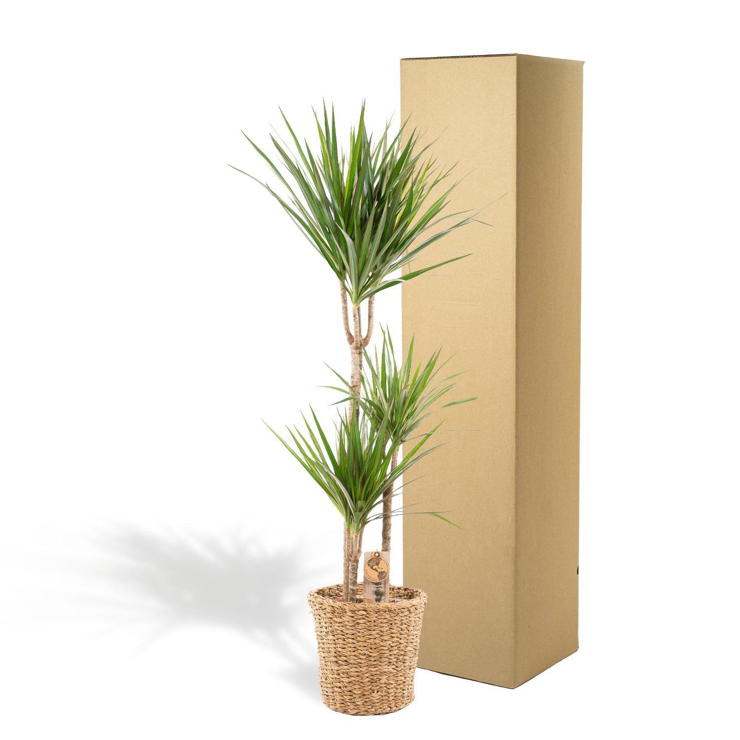 Dracaena Marginata met mand - ↨120cm - Ø21cm