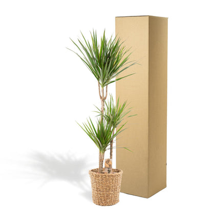Dracaena Marginata met mand - ↨120cm - Ø21cm