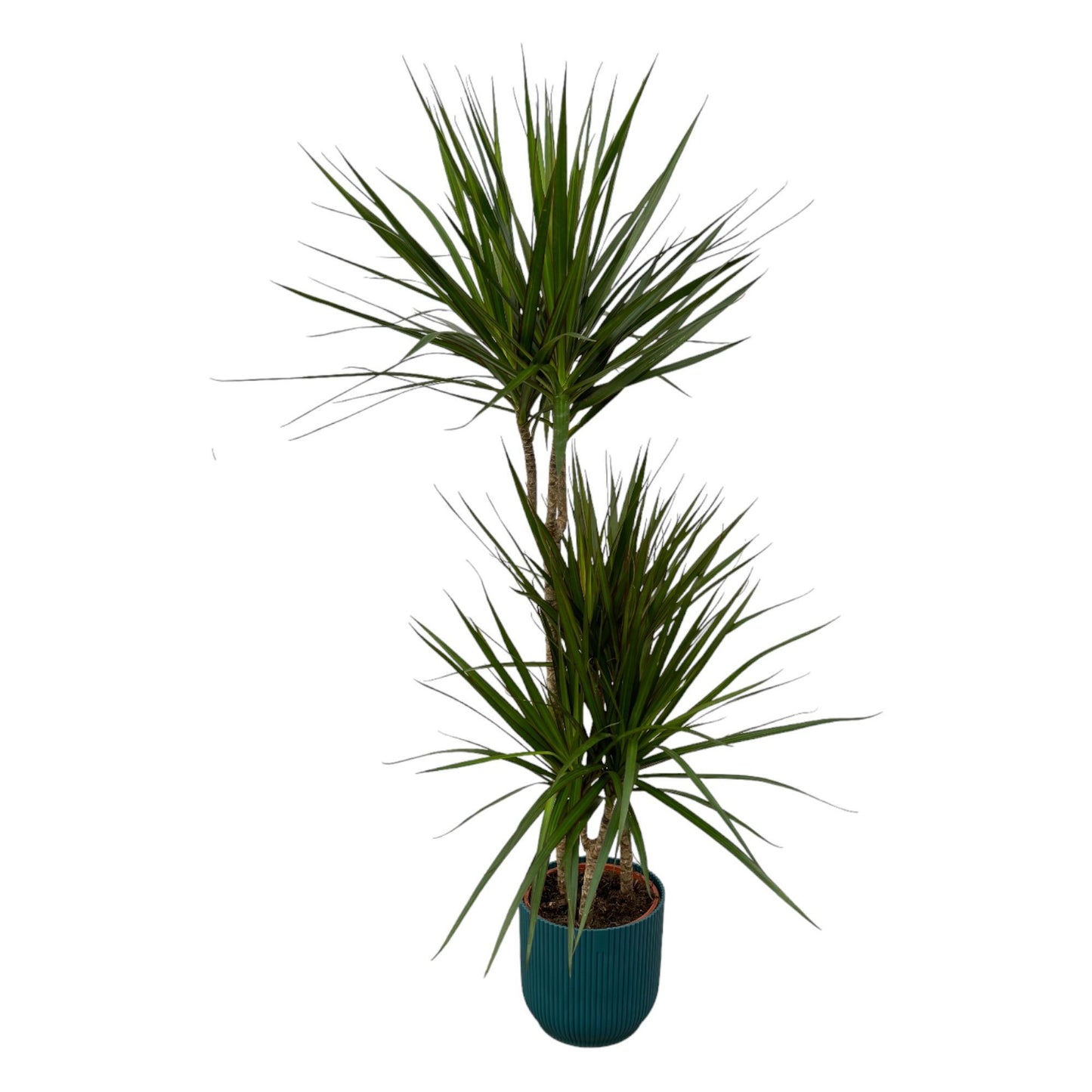 Dracaena Marginata - ↨120cm - Ø21cm inclusief Elho pot
