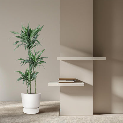 Dracaena Ulises - 150 cm - ø24