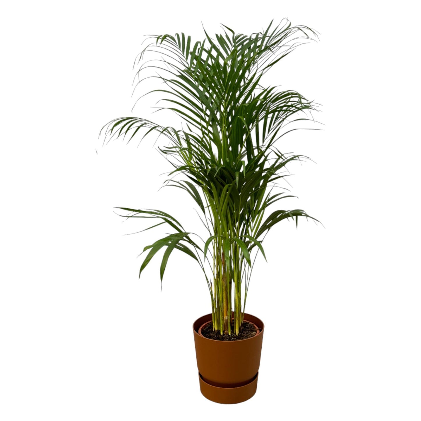 Areca palm - inclusief elho Greenville Round pot