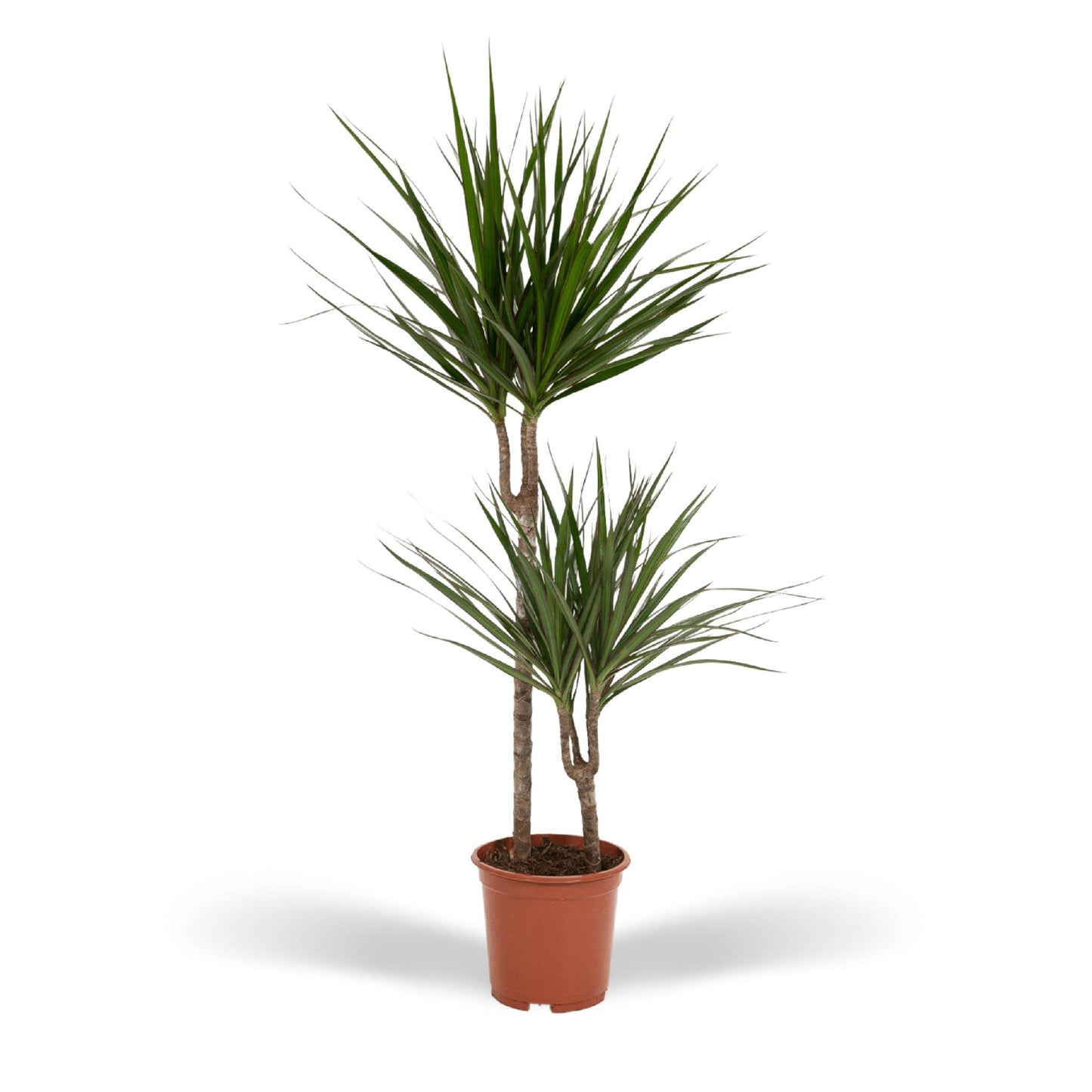 Dracaena Marginata