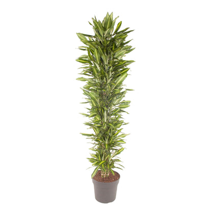 Dracaena Cintho