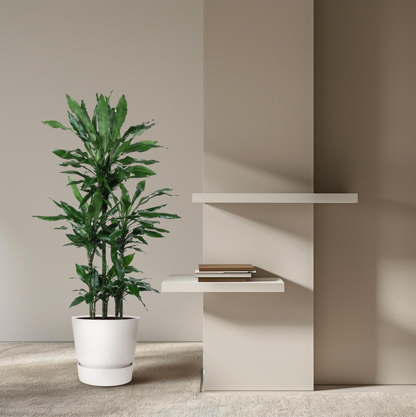Dracaena Janet Lind