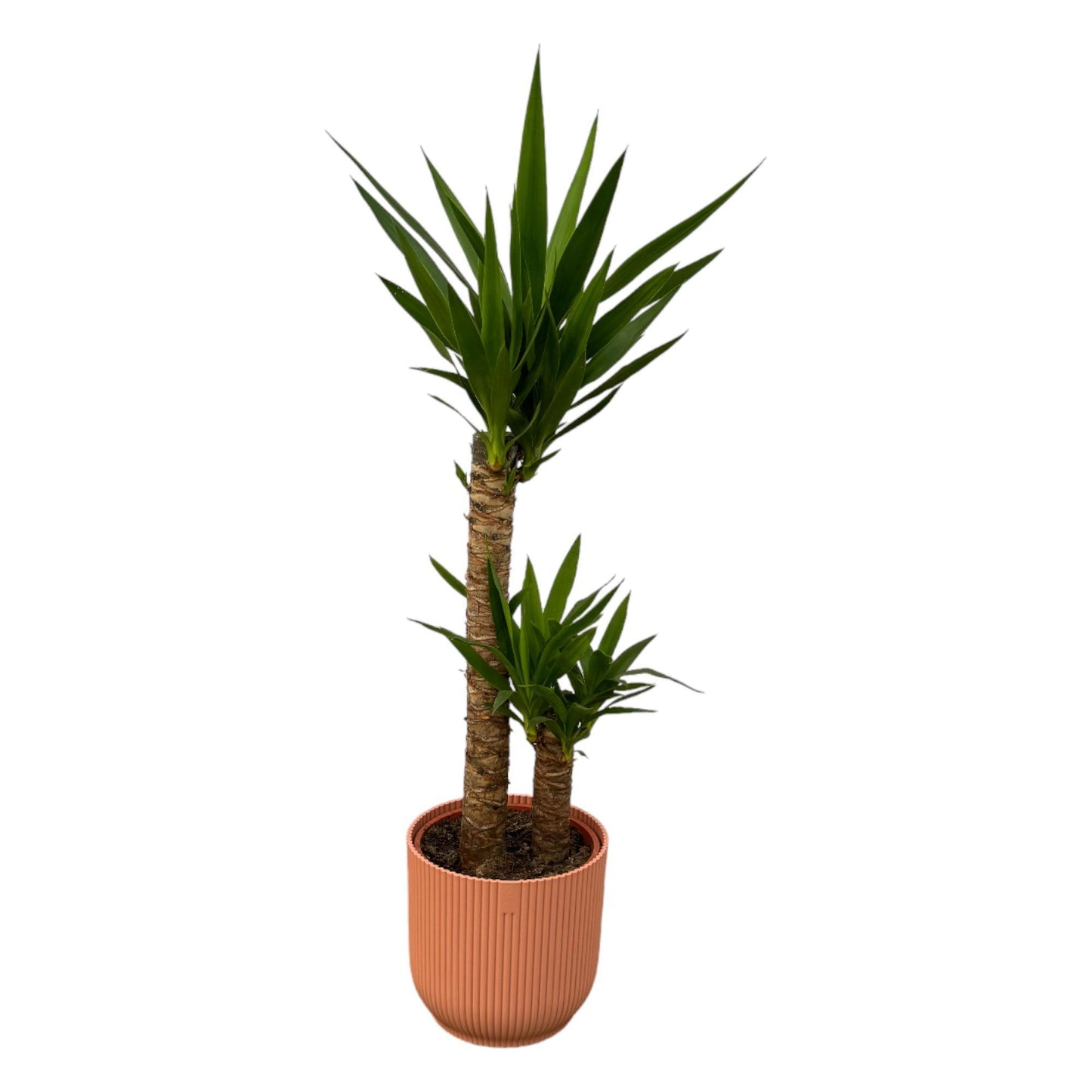 Yucca - ↨100cm - Ø21cm inclusief elho Vibes Fold Round roze D22xH20