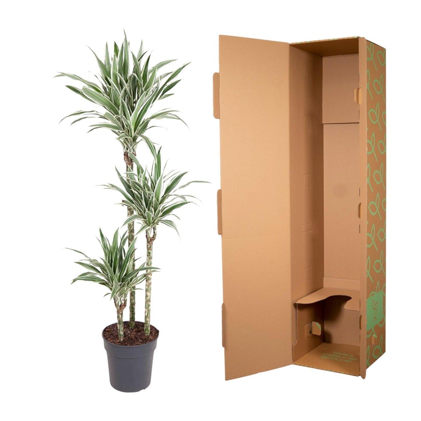 Dracaena White Stripe