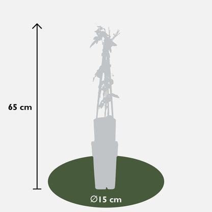 Passiflora Paars 'Purple Haze' - Ø15cm - ↕65cm