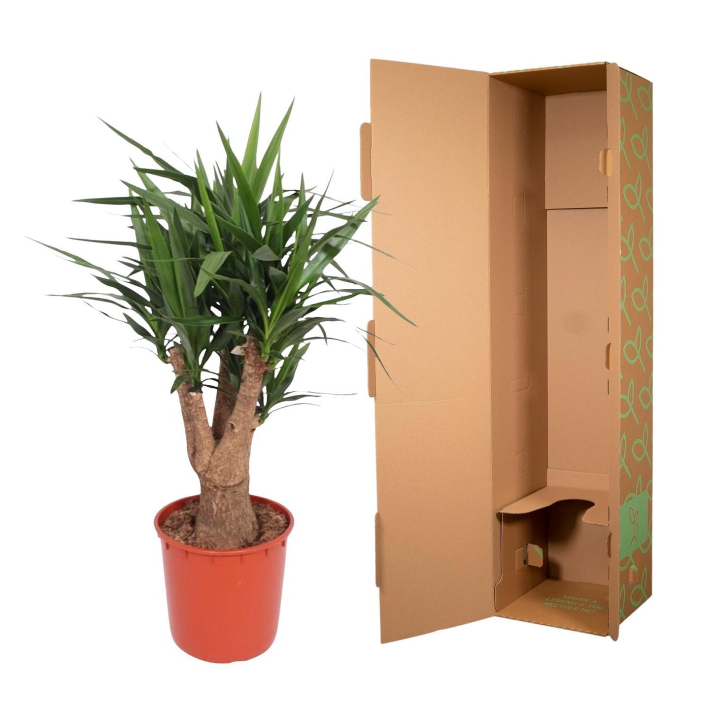 Yucca Elephantipes vertakt