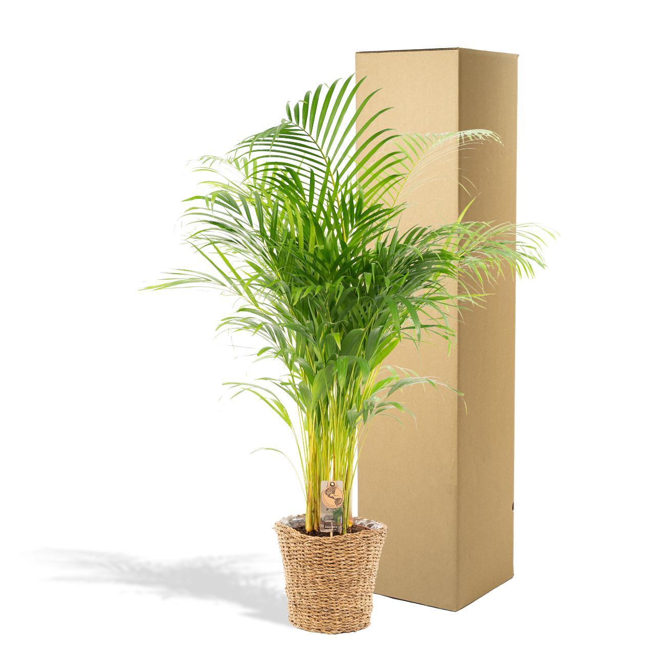 Areca palm met mand