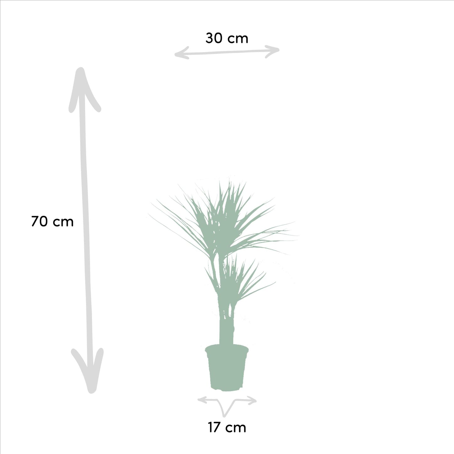Dracaena Marginata - ↨120cm - Ø21cm + Dracaena Marginata - 70cm - Ø17cm