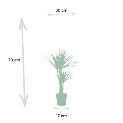Dracaena Marginata - ↨120cm - Ø21cm + Dracaena Marginata - 70cm - Ø17cm