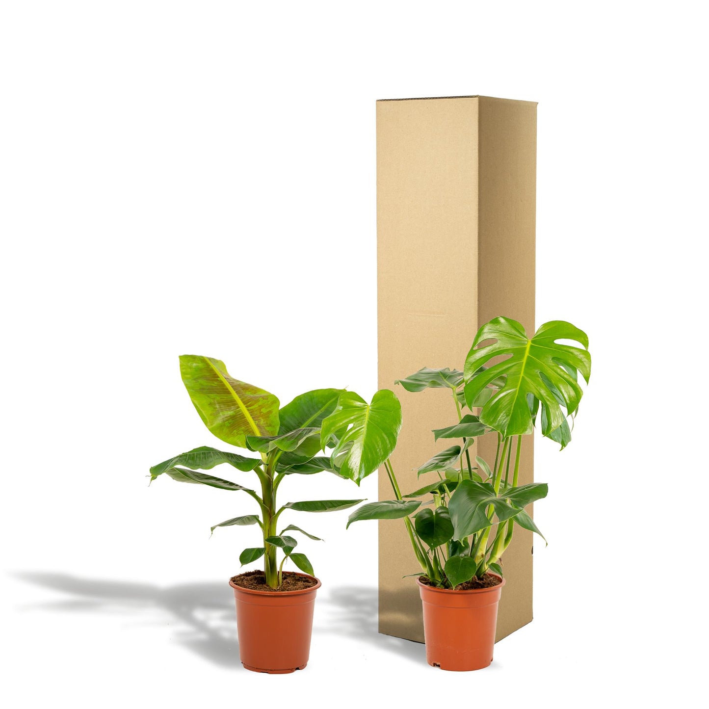 Monstera Deliciosa - Ø21cm - ↕75cm + Musa Dwarf Cavendish - Ø21cm - ↕85cm