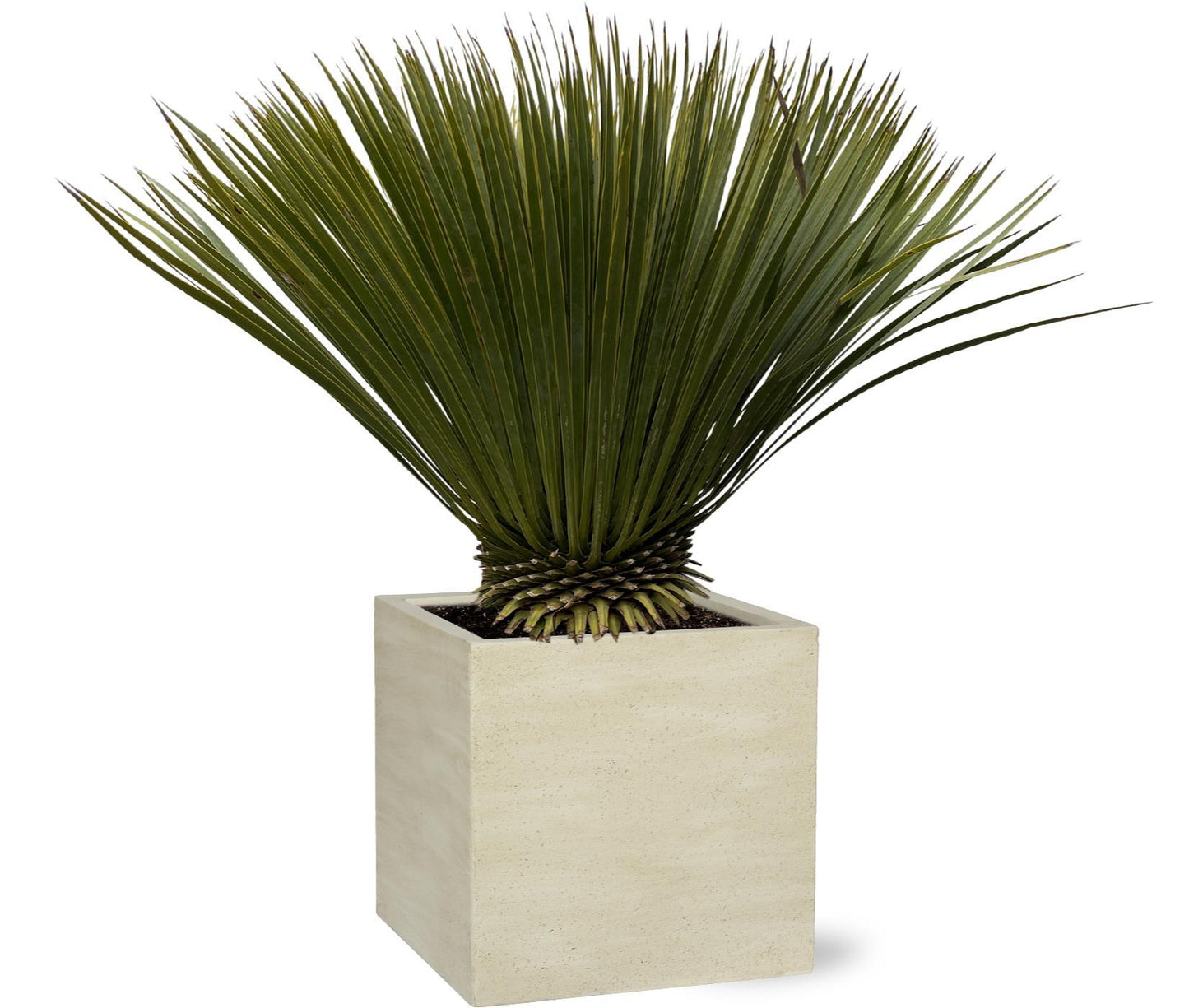 Yucca Rostrata op stam