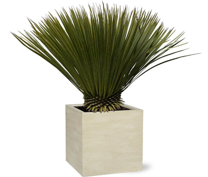 Yucca Rostrata op stam