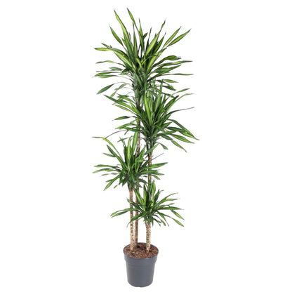 Dracaena Riki