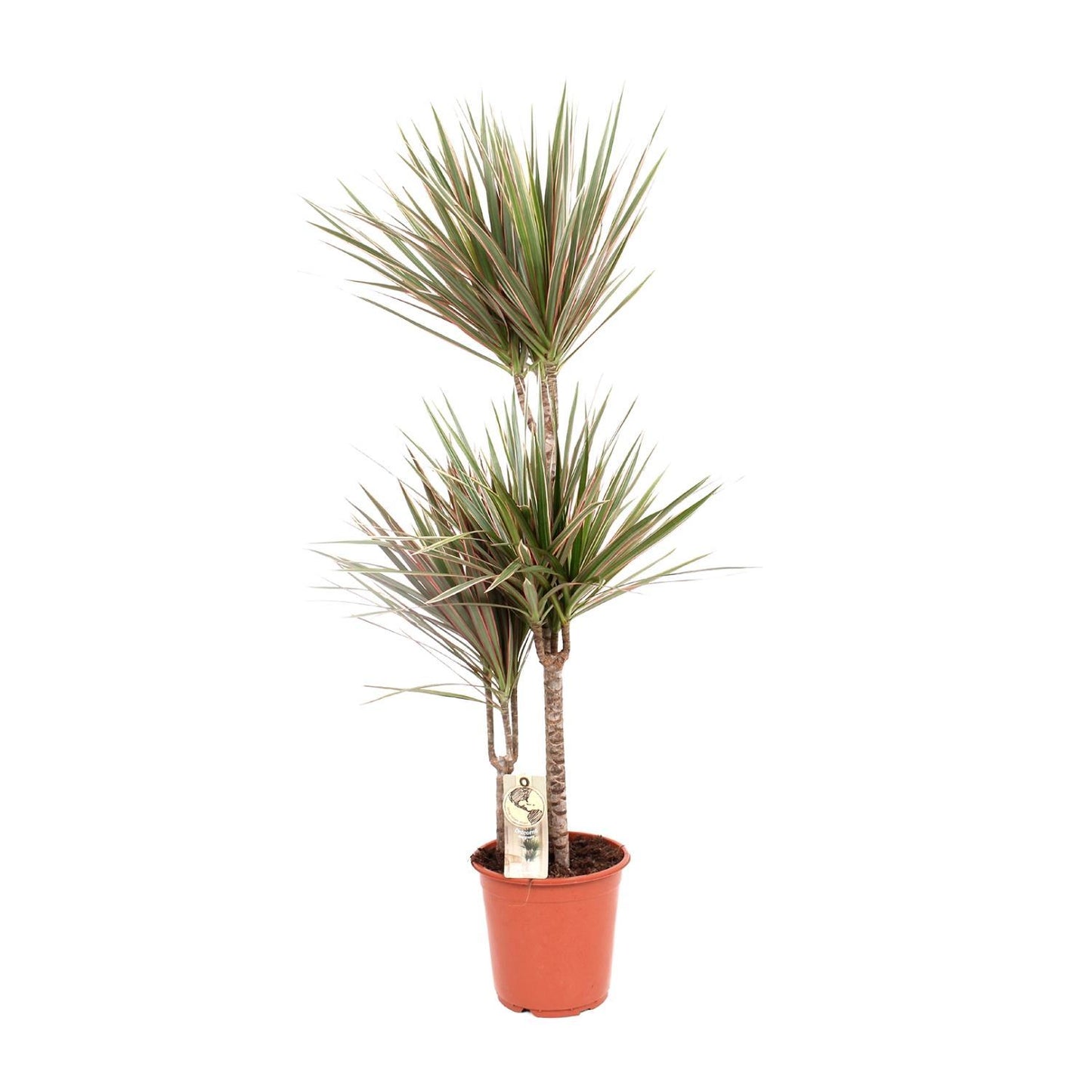 Dracaena Bicolor