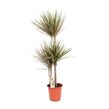 Dracaena Bicolor