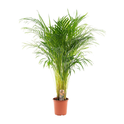 Areca palm (Dypsis Lutescens)