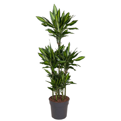 Dracaena Cintho