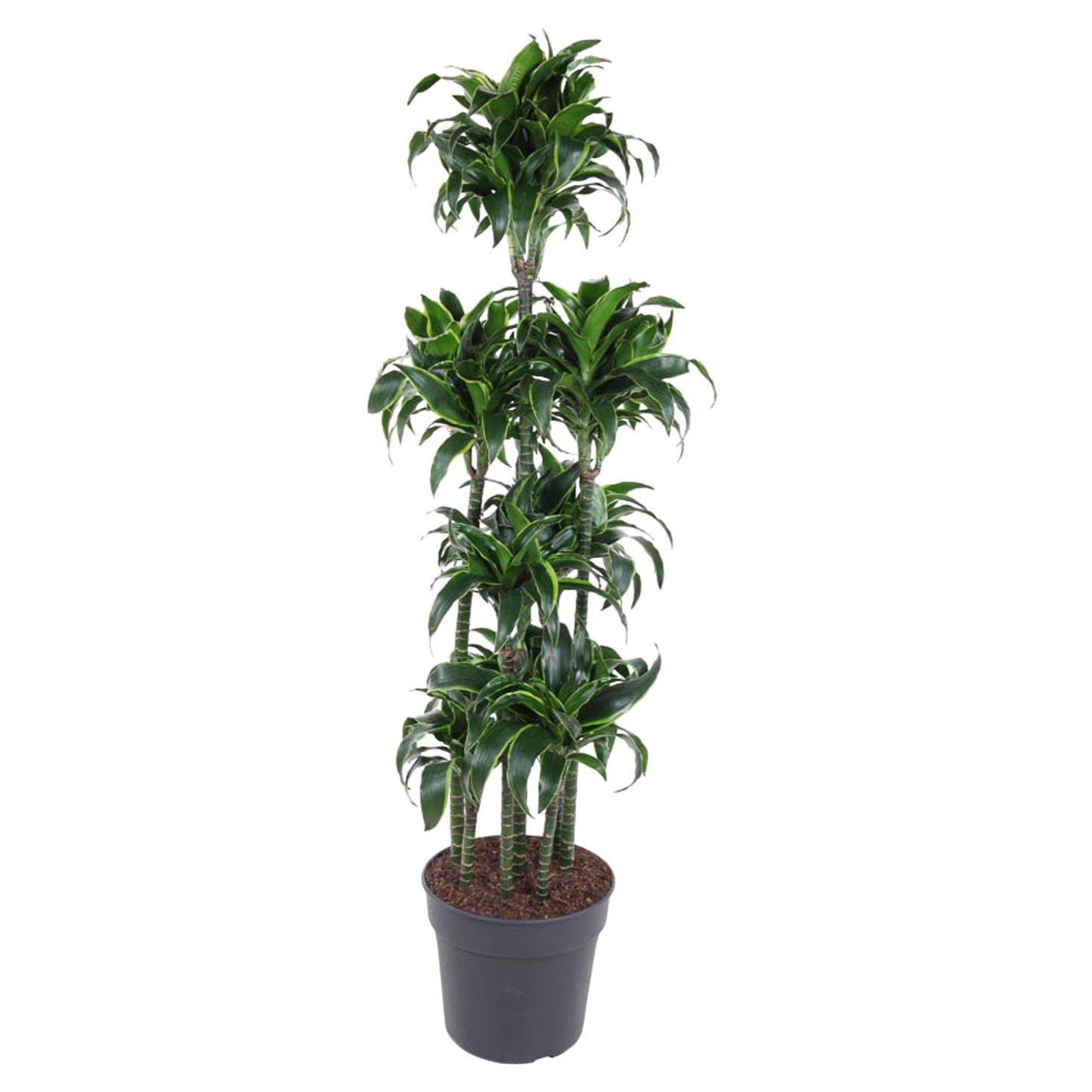 Dracaena Dorado