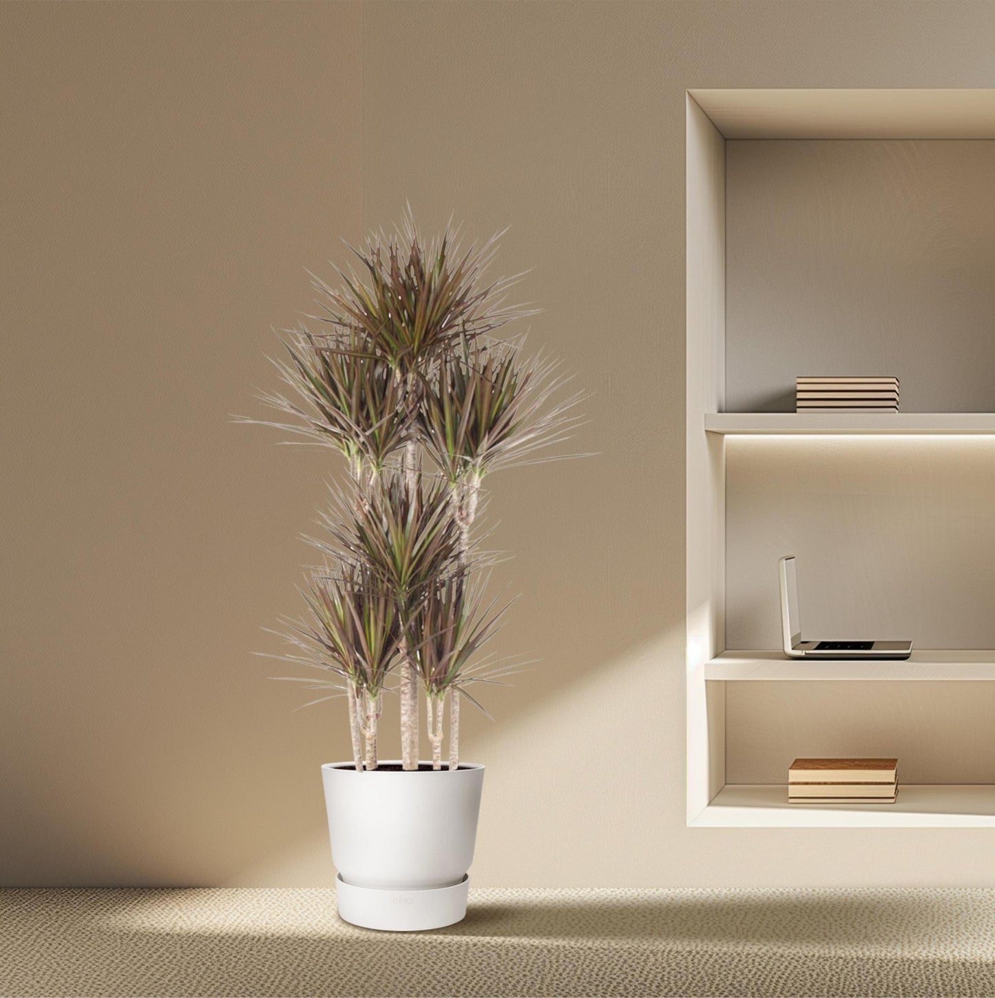 Dracaena Magenta
