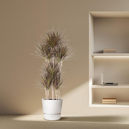 Dracaena Magenta