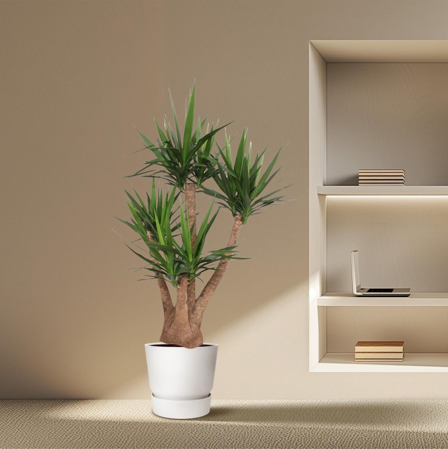 Yucca Elephantipes vertakt