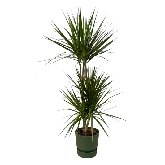 Dracaena Marginata - ↨120cm - Ø21cm inclusief Elho pot