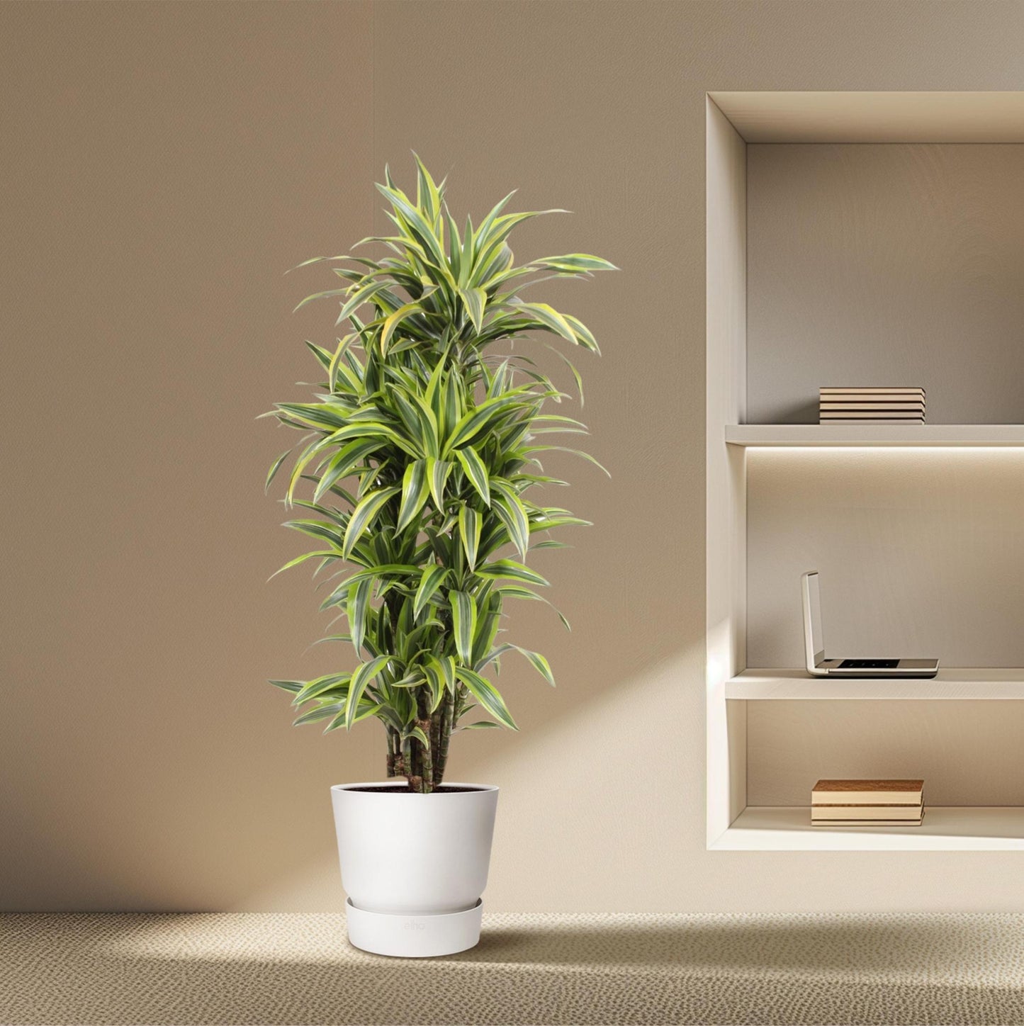 Dracaena Lemon Lime
